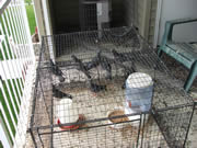 Allstate Animal Control, get rid of pigeons by live trapping