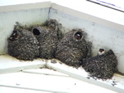 Allstate Animal Control, swallow nests
